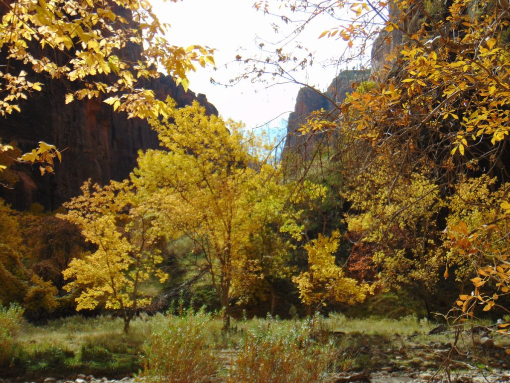 Zion National Park - November 2021 - fall leaves and cliffs