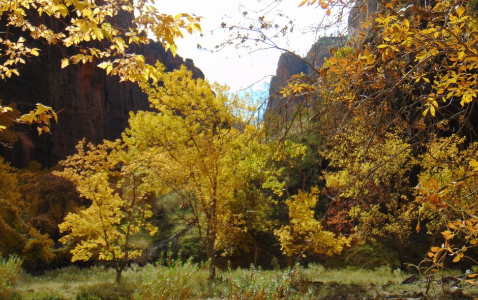 Zion National Park - November 2021 - fall leaves and cliffs