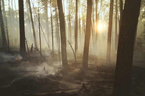 Her Voice - short story - burned forest