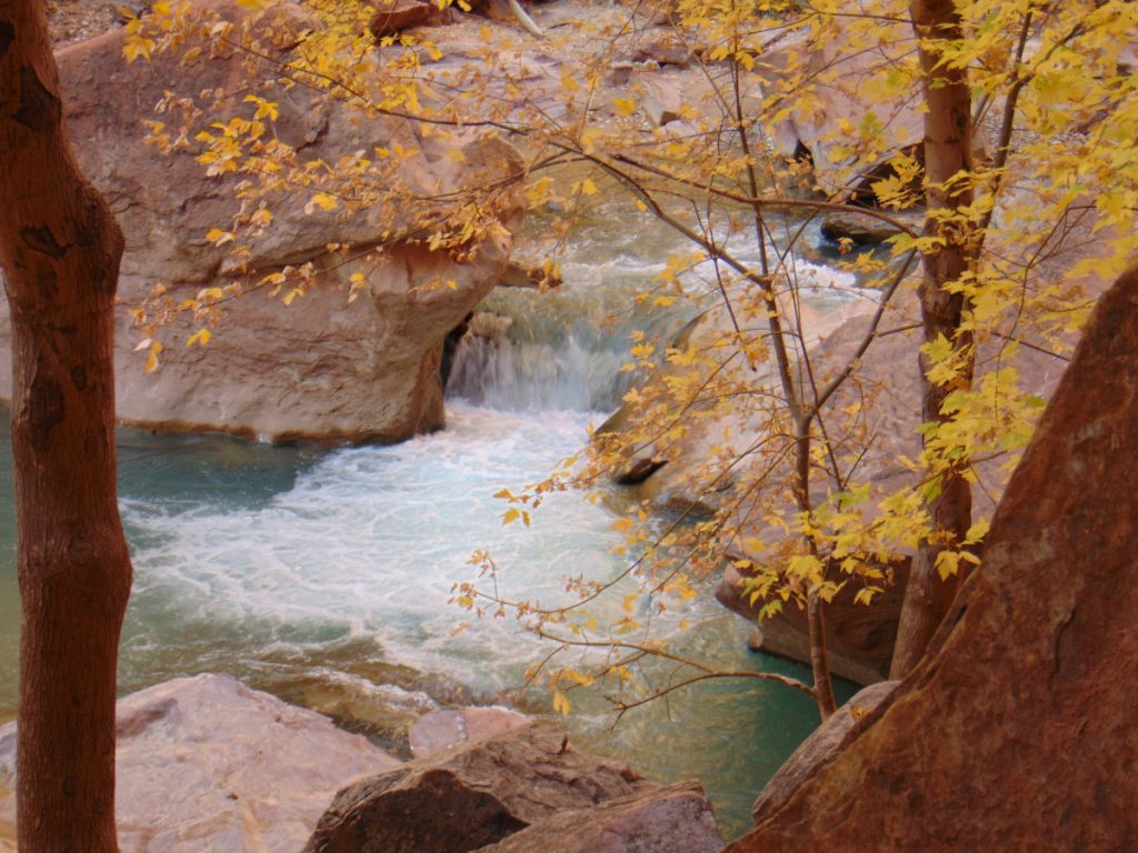 Zion National Park - November 2021 - Virgin River and fall leaves