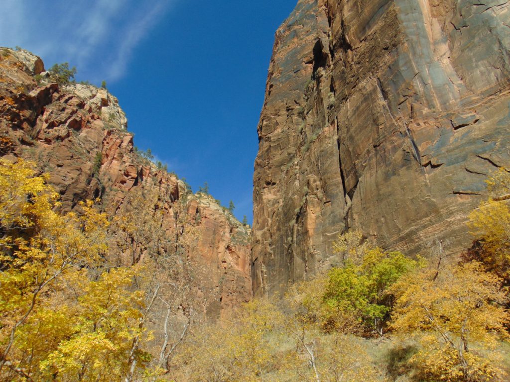 Zion National Park - November 2021 - cliffs and trees