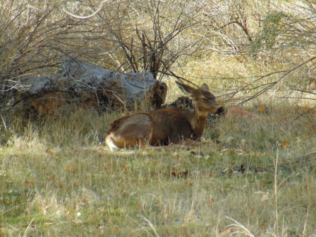 Zion National Park - November 2021 - deer