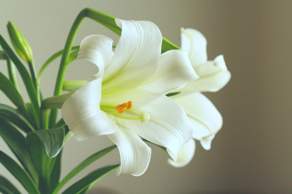 white lilies